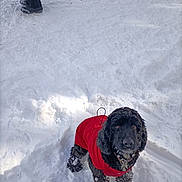 Romeo participe au concours pour gagner de l'argent avec cette photo : adorable, animal, black_dog, canine, cold_weather, companion, cute, dog, fur, looking_up, outdoor, pet, playful, portrait, red_coat, snow, snow_covered_paws, snowy_ground, winter, winter_clothing
