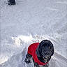 adorable, animal, black_dog, canine, cold_weather, companion, cute, dog, fur, looking_up, outdoor, pet, playful, portrait, red_coat, snow, snow_covered_paws, snowy_ground, winter, winter_clothing