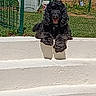 Romeo participe au concours pour gagner de l'argent avec cette photo : animal, black_dog, canine, curly_fur, cute, daytime, dog, fence, garden, grass, happy, nature, outdoor, pet, relaxed, steps, sunlight, tongue_out, watering_can, white_steps