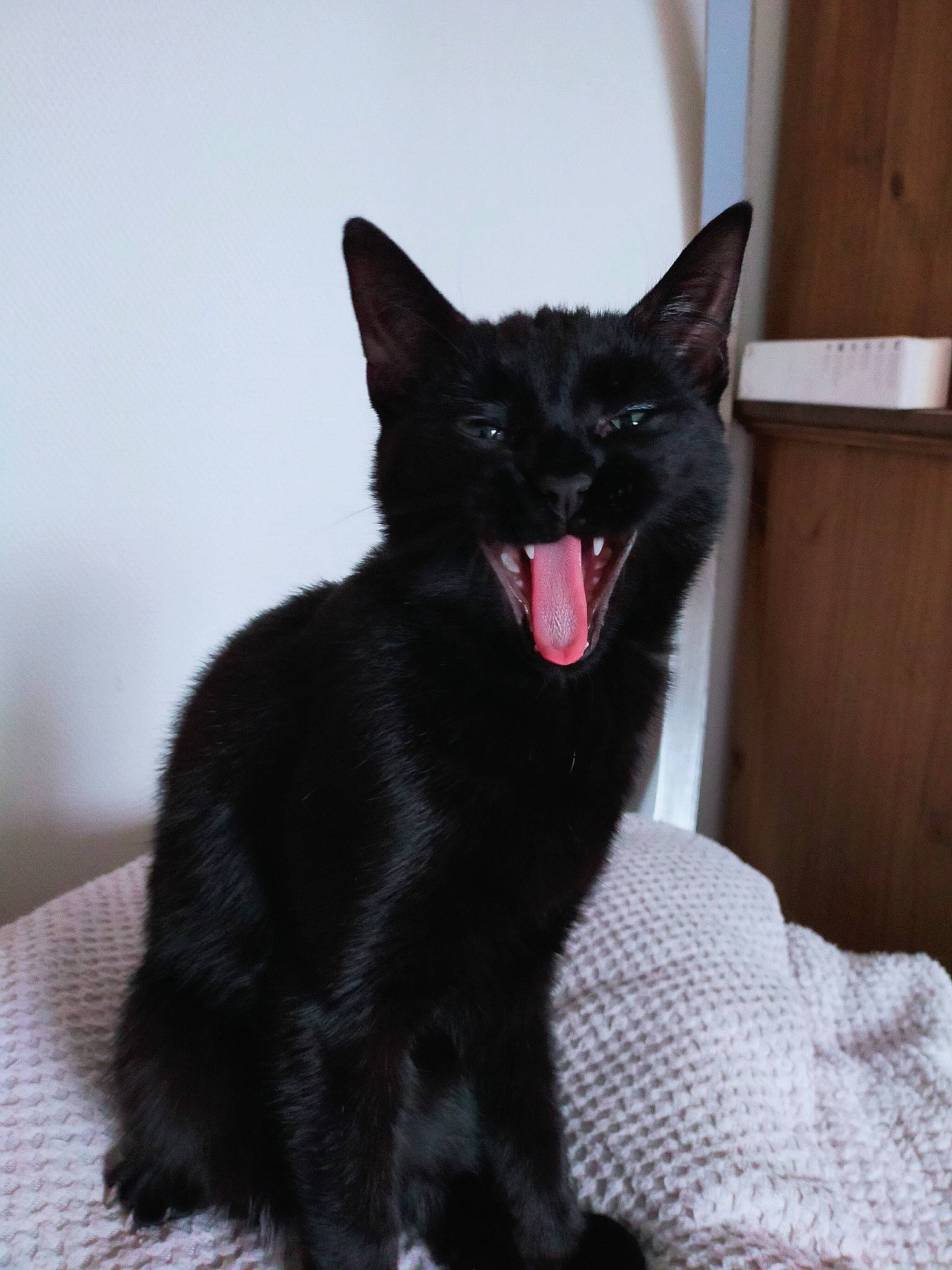 Sosuke participe au concours pour gagner de l'argent avec cette photo : black_cat, bombay, carmine, carnivore, cat, cat_supply, claw, dog_breed, domestic_short_haired_cat, fang, felidae, fur, paw, roar, small_to_medium_sized_cats, snout, tail, terrestrial_animal, whiskers, yawn