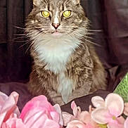 Ollie is registered to the contest to win money with this photo: animal, cat, closeup, curtain, cute, domestic_cat, feline, floral, flowers, fur, indoor, mammal, pet, pink_flowers, portrait, sitting, soft_lighting, tabby, whiskers, yellow_eyes
