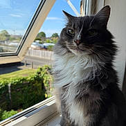 Ollie joined the competition — help win amazing prizes! cat, fluffy, window, sunlight, indoor, pet, animal, feline, white_paws, white_chest, gray_fur, green_eyes, sitting, portrait, daylight, nature_outside, garden, house, peaceful, closeup