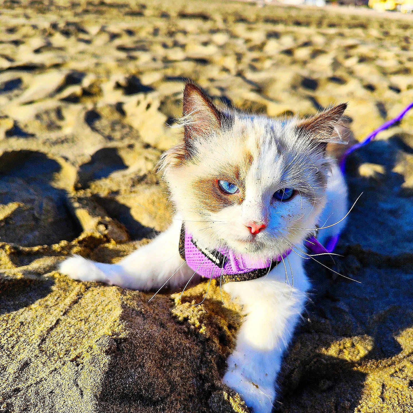 Néa participe au concours pour gagner de l'argent avec cette photo : animal, beach, blue_eyes, cat, close_up, cute, daylight, feline, fur, leash, nature, outdoor, pet, purple_harness, relaxed, sand, sand_texture, sunlight, urban_background, whiskers
