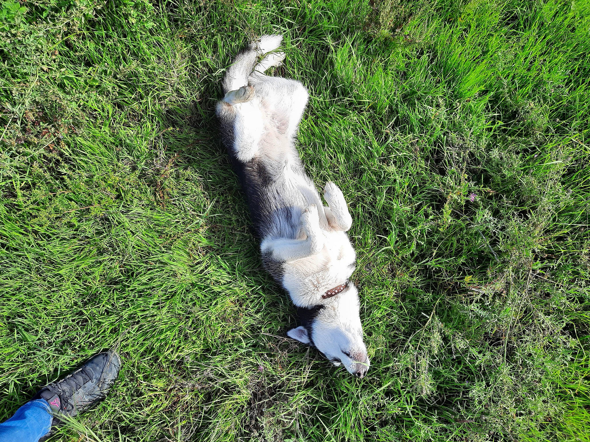 Reglisse a rejoint le concours — aidez-le/la à gagner de superbes lots ! dog_breed, fish, grass, grassland, groundcover, pasture, seabird, sporting_group, tail, terrestrial_animal, wildlife
