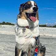 Cherokee joined the competition — help win amazing prizes! animal, beach, canine, collar, daytime, dog, fur, happy, leash, nature, outdoor, pet, playful, sand, sitting, sky, summer, sunny, tongue_out, tricolor