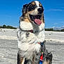 animal, beach, canine, collar, daytime, dog, fur, happy, leash, nature, outdoor, pet, playful, sand, sitting, sky, summer, sunny, tongue_out, tricolor