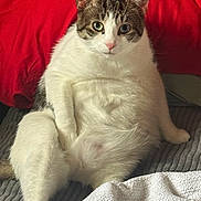 Milo joined the competition — help win amazing prizes! cat, sitting, white_fur, tabby, indoor, blanket, red_background, gray_blanket, relaxed, cute, pet, fur, whiskers, ears, eyes, animal, domestic, cozy, resting, portrait