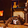 cat, tabby, paw, whiskers, relaxed, sleepy, indoor, cozy, warm_tones, close_up, portrait, furniture, cushion, chair, shelf, decor, pet, orange_light, depth_of_field, home
