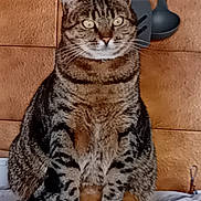 Tigresses participe au concours pour gagner de l'argent avec cette photo : animal, bed, bedroom, calm, cat, domestic_animal, front_view, green_eyes, indoors, kitchen_utensils, pet, photography, portrait, sitting, spoons, striped_fur, tabby_cat, upright, whiskers, wood_paneling