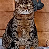 animal, bed, bedroom, calm, cat, domestic_animal, front_view, green_eyes, indoors, kitchen_utensils, pet, photography, portrait, sitting, spoons, striped_fur, tabby_cat, upright, whiskers, wood_paneling