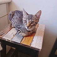 Cookie participe au concours pour gagner de l'argent avec cette photo : cat, kitten, tabby, pet, animal, indoor, wooden_stool, furniture, curious, sitting, closeup, floor, wall, natural_light, domestic, young_cat, resting, household, cute, feline