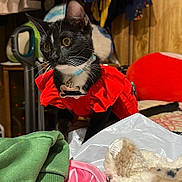 Michis is registered to the contest to win money with this photo: cat, black_cat, red_clothing, clothing, bed, plush_toy, green_cloth, pink_cloth, wooden_wall, hanger, closet, indoor, pet, curious, feline, collar, whiskers, yellow_eyes, domestic_cat, fur