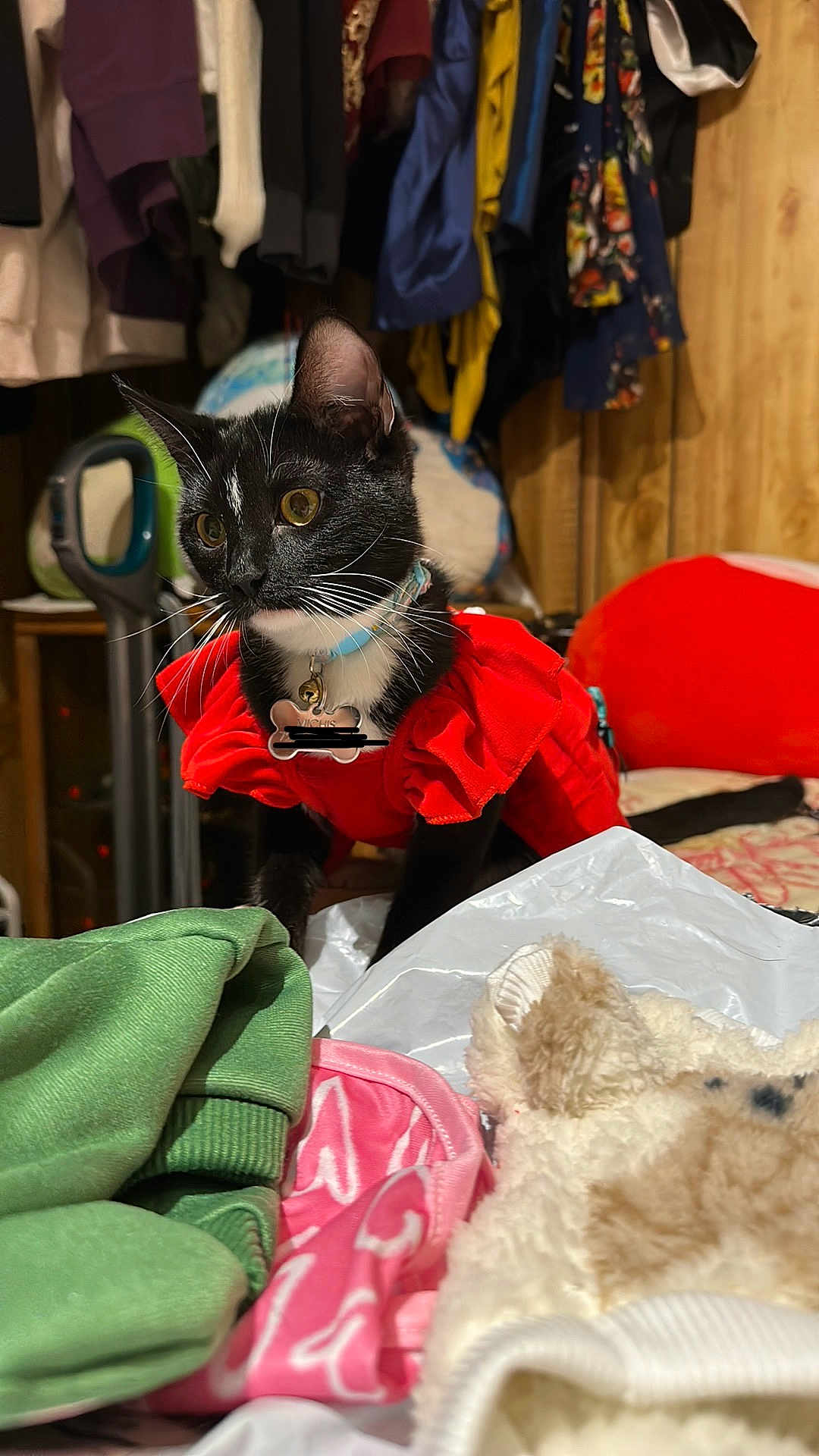 Michis is registered to the contest to win money with this photo: cat, black_cat, red_clothing, clothing, bed, plush_toy, green_cloth, pink_cloth, wooden_wall, hanger, closet, indoor, pet, curious, feline, collar, whiskers, yellow_eyes, domestic_cat, fur