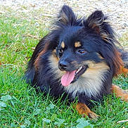 Viking participe au concours pour gagner de l'argent avec cette photo : dog, animal, pet, grass, outdoor, tongue, black, tan, fur, playful, lying, nature, canine, mammal, happy, ears, snout, daylight, closeup, relaxing