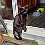 animal, black_cat, close_eyes, companion, doorstep, floor, fur, home, indoor, outdoor, pet_bowls, pets, reflection, relaxed, shadow, sitting, sunlight, tan_dog, window, wooden_cabinet