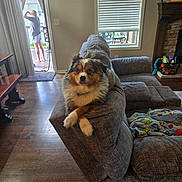 Benny joined the competition — help win amazing prizes! dog, couch, living_room, child, window, blanket, floor, fireplace, toy_basket, wood_floor, curtain, painting, door, indoor, furniture, pet, relaxing, crossed_paws, casual, home