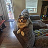 dog, couch, living_room, child, window, blanket, floor, fireplace, toy_basket, wood_floor, curtain, painting, door, indoor, furniture, pet, relaxing, crossed_paws, casual, home