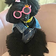 Monet joined the competition — help win amazing prizes! dog, poodle, black_dog, glasses, pink_glasses, denim_vest, yellow_collar, bell, bow, pink_bow, painted_nails, pink_nails, indoor, chair, pet, cute, furry, sitting, accessory, portrait