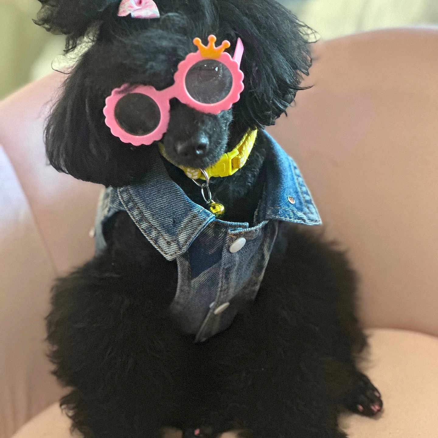 Monet joined the competition — help win amazing prizes! accessory, bell, black_dog, bow, chair, cute, denim_vest, dog, furry, glasses, indoor, painted_nails, pet, pink_bow, pink_glasses, pink_nails, poodle, portrait, sitting, yellow_collar