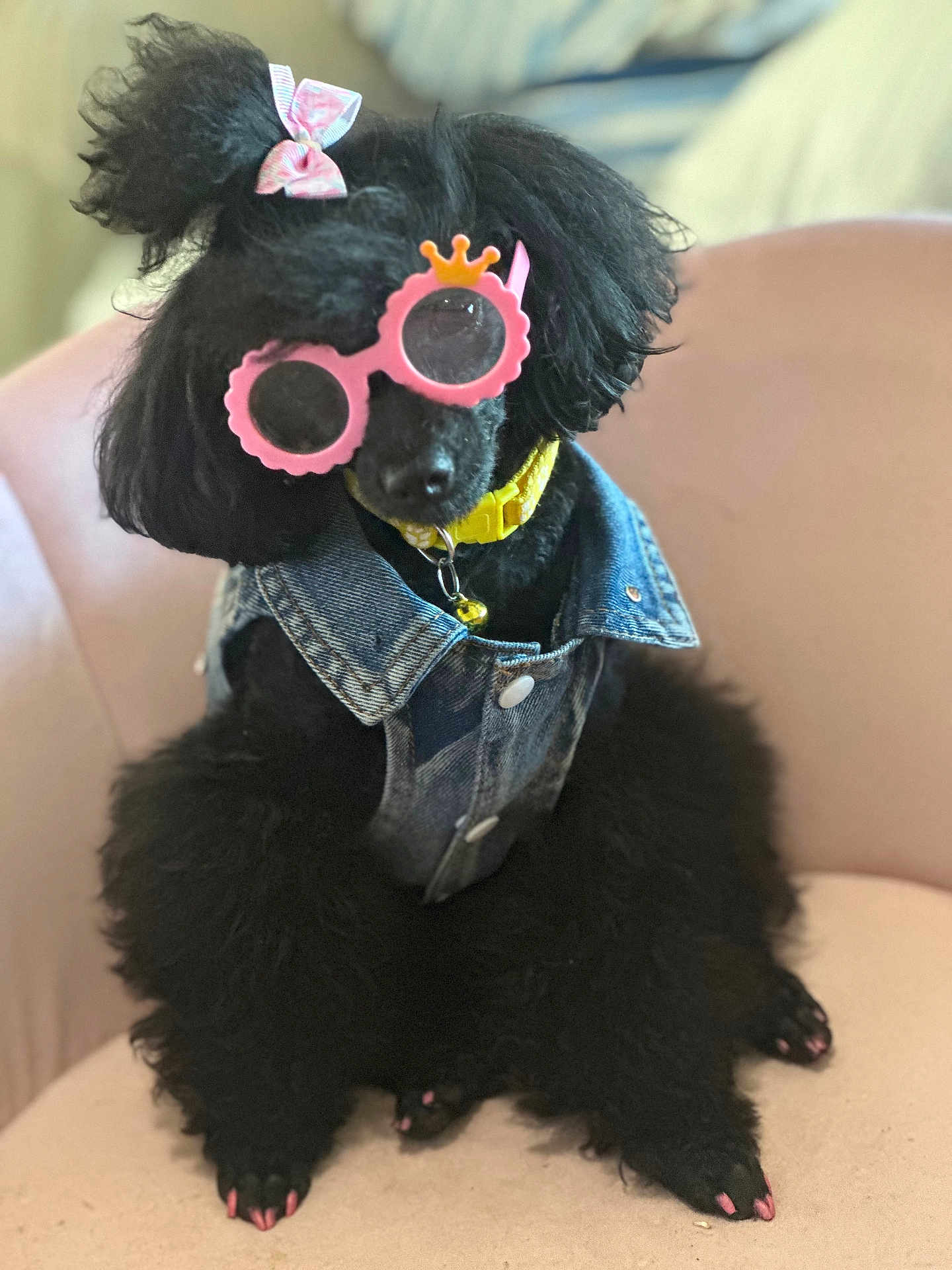 Monet joined the competition — help win amazing prizes! dog, poodle, black_dog, glasses, pink_glasses, denim_vest, yellow_collar, bell, bow, pink_bow, painted_nails, pink_nails, indoor, chair, pet, cute, furry, sitting, accessory, portrait