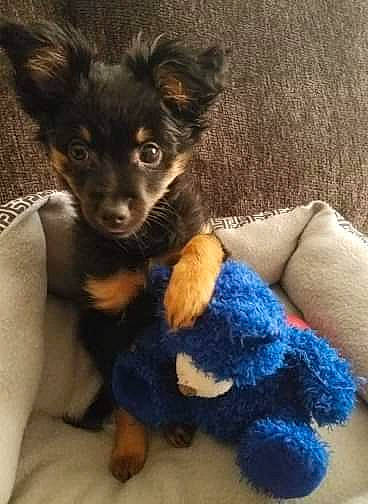 Luna Grace is registered to the contest to win money with this photo: canidae, carnivore, chihuahua, companion_dog, dog, dog_breed, english_toy_terrier, mammal, miniature_pinscher, pomeranian, puppy, rare_breed_dog, russkiy_toy, terrier, toy_dog, vertebrate, yorkipoo