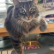 Alf participe au concours pour gagner de l'argent avec cette photo : cat, feline, pet, fluffy, green_eyes, whiskers, table, chair, interior, window, flowers, painting, artwork, fur, portrait, relaxed, paw, domestic_cat, close_up, cute