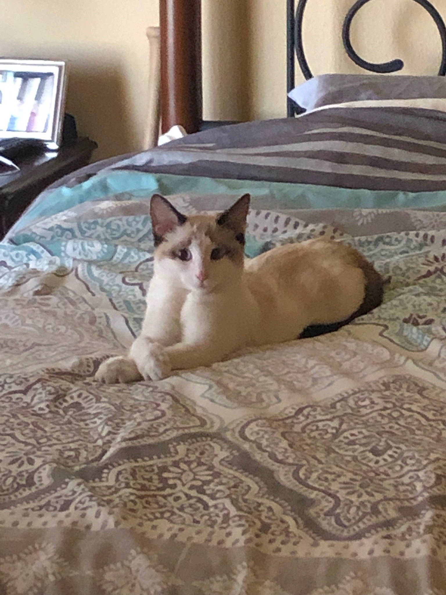 Maze is registered to the contest to win money with this photo: asian, bed_sheet, burmese, burmilla, carnivore, cat, colorpoint_shorthair, comfort, fawn, felidae, floor, furniture, kitten, room, singapura, small_to_medium_sized_cats, tail, thai, tonkinese, whiskers