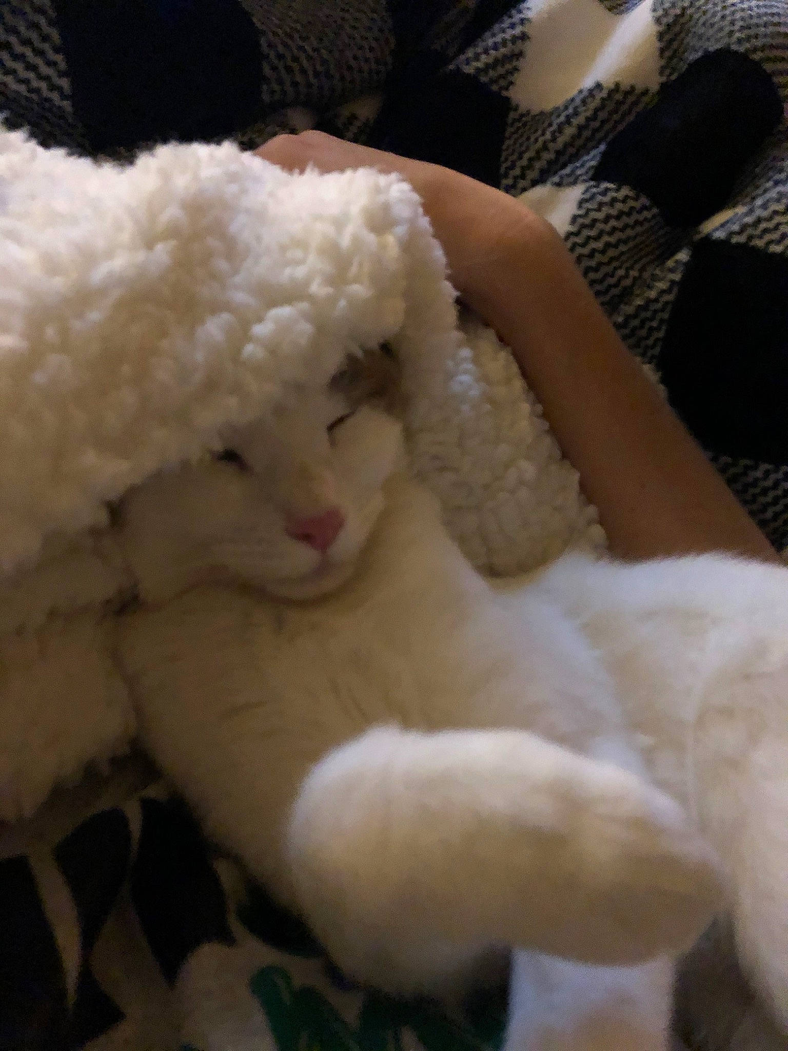 Maze is registered to the contest to win money with this photo: fur, nose, plush, sheep, stuffed_toy, toy, wool