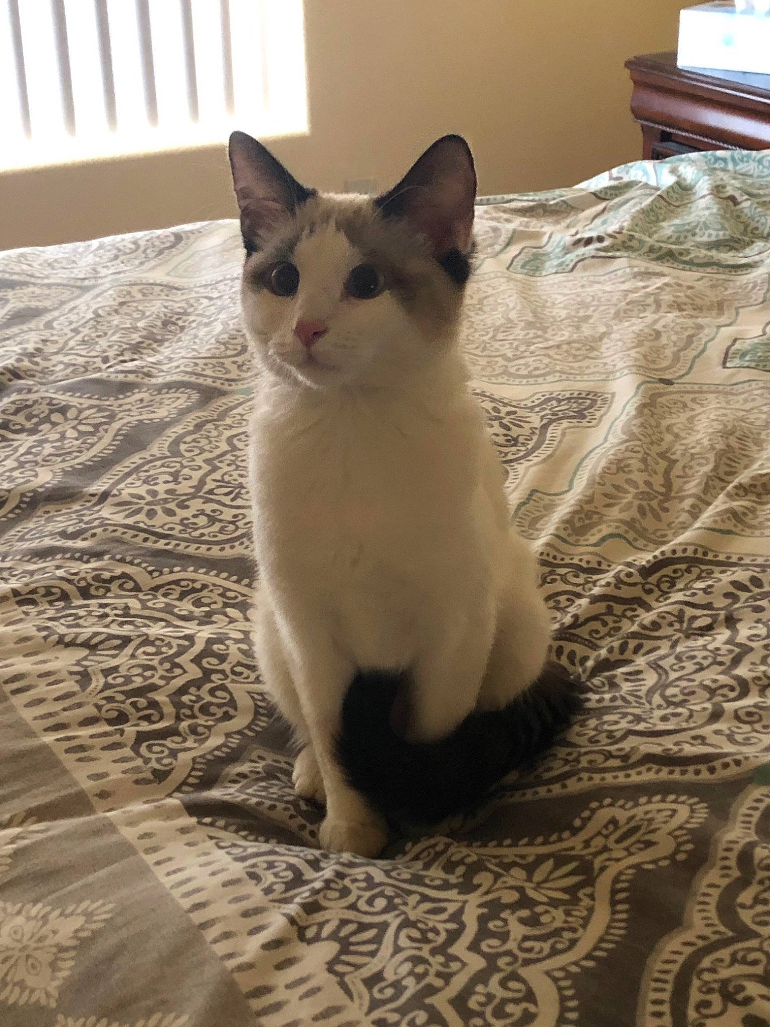 Maze is registered to the contest to win money with this photo: aegean_cat, asian, carnivore, cat, colorpoint_shorthair, domestic_short_haired_cat, felidae, japanese_bobtail, kitten, mammal, ojos_azules, small_to_medium_sized_cats, tail, thai, vertebrate, whiskers