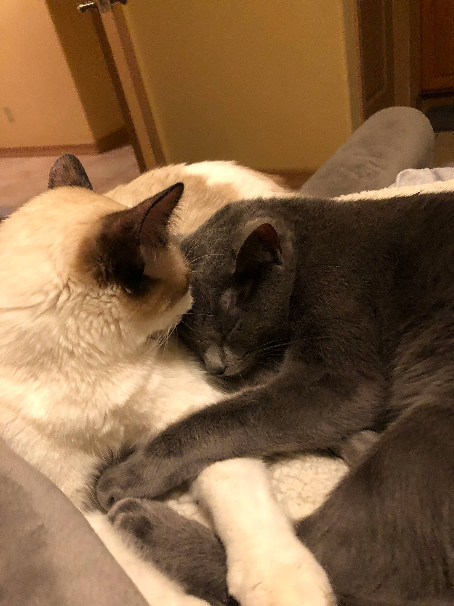 Beasley is registered to the contest to win money with this photo: asian, balinese, burmese, carnivore, cat, chartreux, fawn, felidae, korat, mammal, nap, paw, russian_blue, siamese, small_to_medium_sized_cats, snout, thai, tonkinese, vertebrate, whiskers