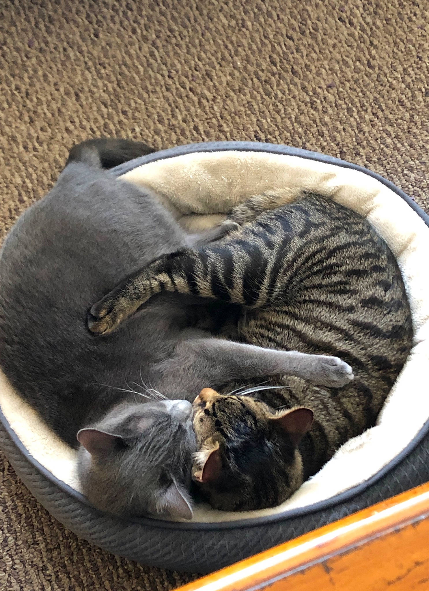 Schrute is registered to the contest to win money with this photo: carnivore, cat, felidae, nap, small_to_medium_sized_cats, snout, tabby_cat, whiskers