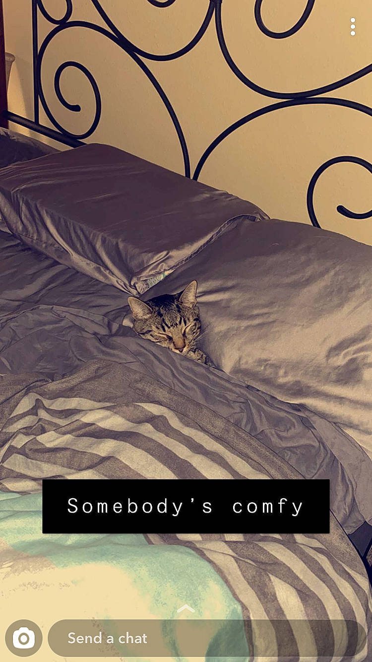 Schrute joined the competition — help win amazing prizes! adaptation, art, bed, bed_sheet, duvet_cover, furniture, illustration, room, textile