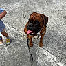 Saiko participe au concours pour gagner de l'argent avec cette photo : animal, boxer, canine, child, companion, concrete, daylight, dog, happy, harness, leash, outdoor, pet, playful, sidewalk, sitting, sock, tongue_out, walking, yellow_shoes