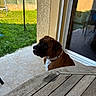 Saiko participe au concours pour gagner de l'argent avec cette photo : animal, backyard, boxer, brown, calm, collar, daytime, dog, fence, grass, outdoor, pet, porch, reflection, sunlight, table, tile_floor, tongue_out, white, window