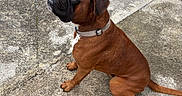 Saiko participe au concours pour gagner de l'argent avec cette photo : animal, background, boxer, brown_dog, canine, collar, concrete, curious, daylight, dog, leash, looking_up, outdoor, paw, pet, short_hair, side_view, sitting, tail, texture