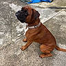 animal, background, boxer, brown_dog, canine, collar, concrete, curious, daylight, dog, leash, looking_up, outdoor, paw, pet, short_hair, side_view, sitting, tail, texture