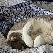 Kitty is registered to the contest to win money with this photo: cat, sleeping, bed, blanket, patterned, fur, cozy, resting, indoor, pet, animal, whiskers, paw, cute, relaxed, domestic, feline, soft, comfort, napping