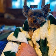 Stella joined the competition — help win amazing prizes! black_nose, blanket, blurred_background, brown_fur, comfort, couch, cozy, curious, dog, domestic_animal, ears_up, fur, hand, human_hand, indoor, pet, ring, small_dog, warm, wrapped