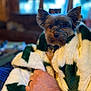 black_nose, blanket, blurred_background, brown_fur, comfort, couch, cozy, curious, dog, domestic_animal, ears_up, fur, hand, human_hand, indoor, pet, ring, small_dog, warm, wrapped