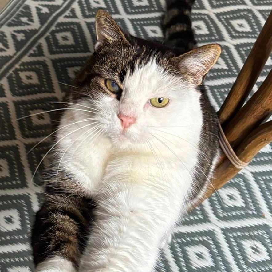 Kaya a rejoint le concours — aidez-le/la à gagner de superbes lots ! animal, cat, closeup, curious, cute, domestic_cat, feline, floor, fur, indoor, patterned_rug, paws, pet, playful, relaxed, rug, stretching, tabby, whiskers, white