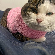 Kaya participe au concours pour gagner de l'argent avec cette photo : cat, pink_sweater, close_up, whiskers, pet, animal, feline, cozy, indoor, lying_down, sleepy, fur, cute, domestic_animal, knitwear, blue_background, portrait, soft_texture, relaxed, tabby