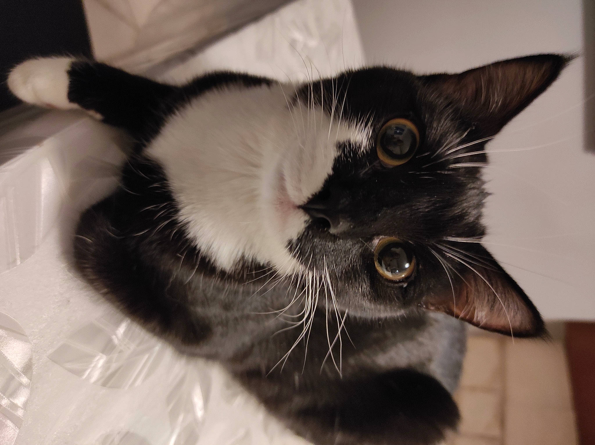 Chipie participe au concours pour gagner de l'argent avec cette photo : black_cat, carnivore, cat, claw, comfort, domestic_short_haired_cat, ear, felidae, fur, monochrome, monochrome_photography, paw, small_to_medium_sized_cats, snout, tail, whiskers