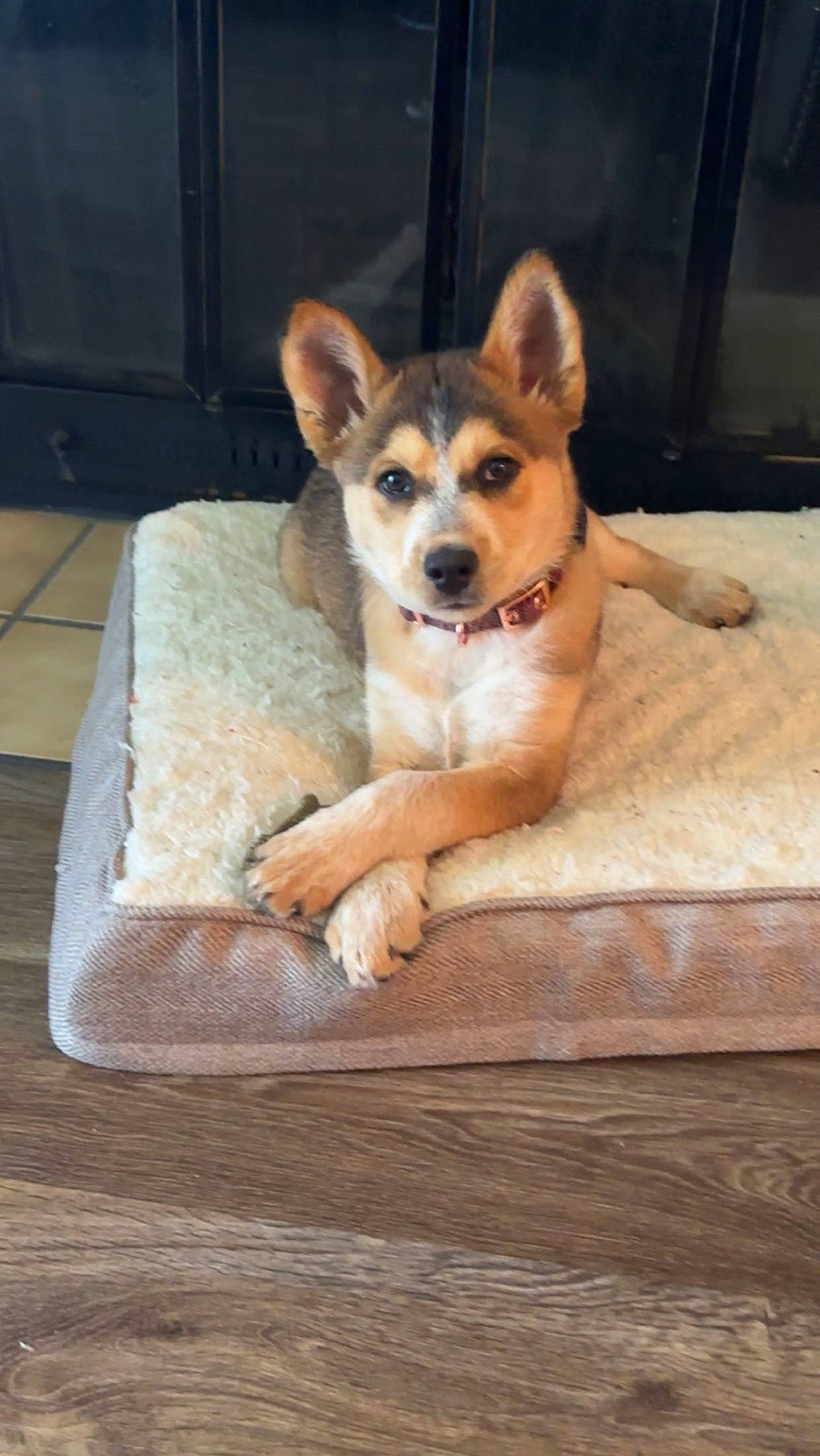 Dakoda joined the competition — help win amazing prizes! canidae, carnivore, comfort, companion_dog, dog, dog_breed, dog_supply, fawn, floor, flooring, fur, hardwood, paw, snout, sporting_group, tail, terrestrial_animal, whiskers, wood, working_animal