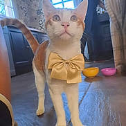 Tom a rejoint le concours — aidez-le/la à gagner de superbes lots ! accessories, adult, animal, cat, computerhardware, electronics, female, formalwear, hardware, head, kitten, monitor, person, pet, phone, screen, text, tie, tv, woman