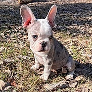 Louie is registered to the contest to win money with this photo: adorable, animal, curious, cute, daylight, dog, ears, french_bulldog, fur, grass, leaves, muzzle, nature, outdoor, pet, puppy, sitting, small, sunlight, young