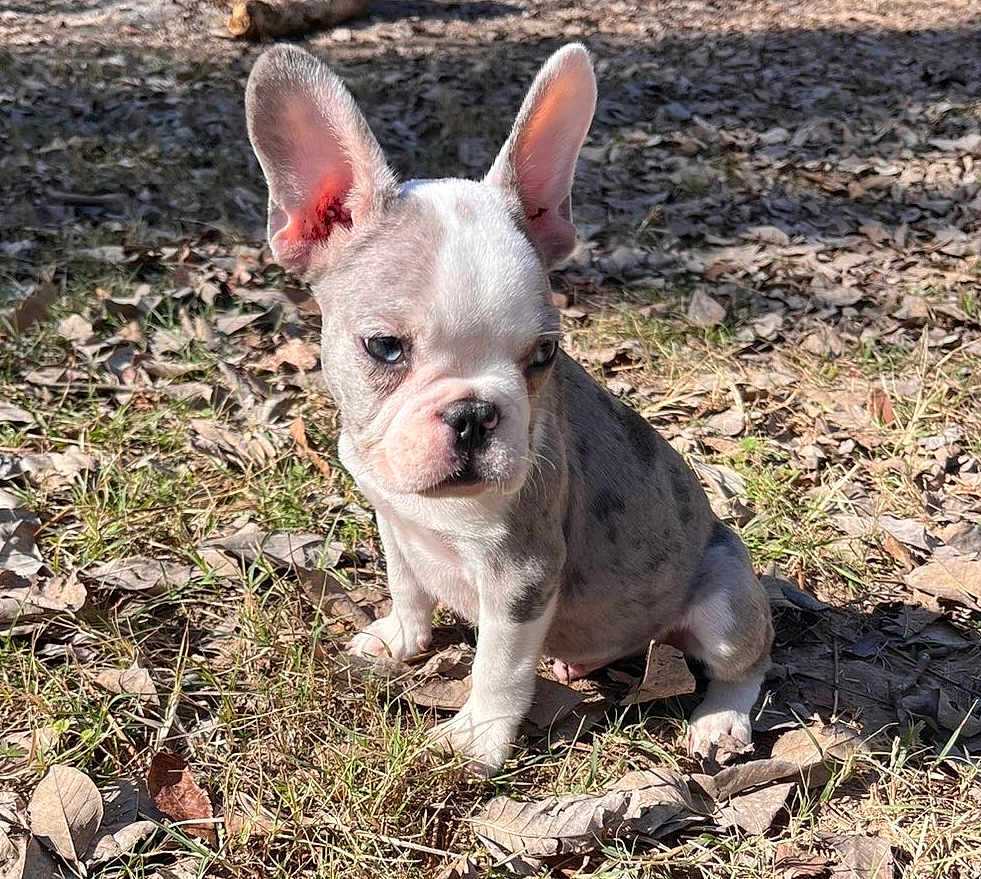 Louie is registered to the contest to win money with this photo: adorable, animal, curious, cute, daylight, dog, ears, french_bulldog, fur, grass, leaves, muzzle, nature, outdoor, pet, puppy, sitting, small, sunlight, young