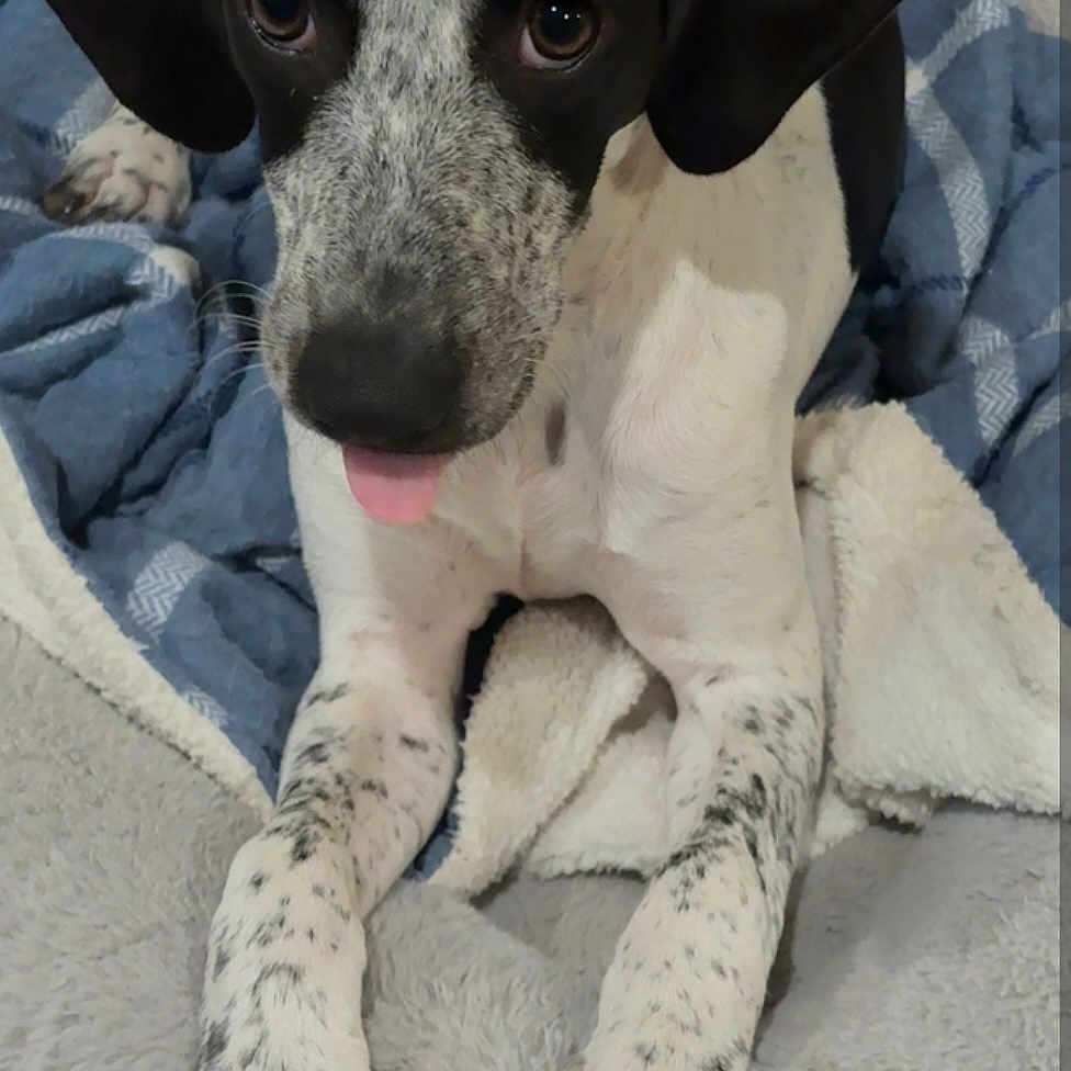 Maggie joined the competition — help win amazing prizes! animal, bed, black_and_white, blanket, close_up, cozy, cute, dog, friendly, fur, indoor, lying_down, paw, pet, puppy, relaxed, sleepy, spotted, tongue_out, whiskers
