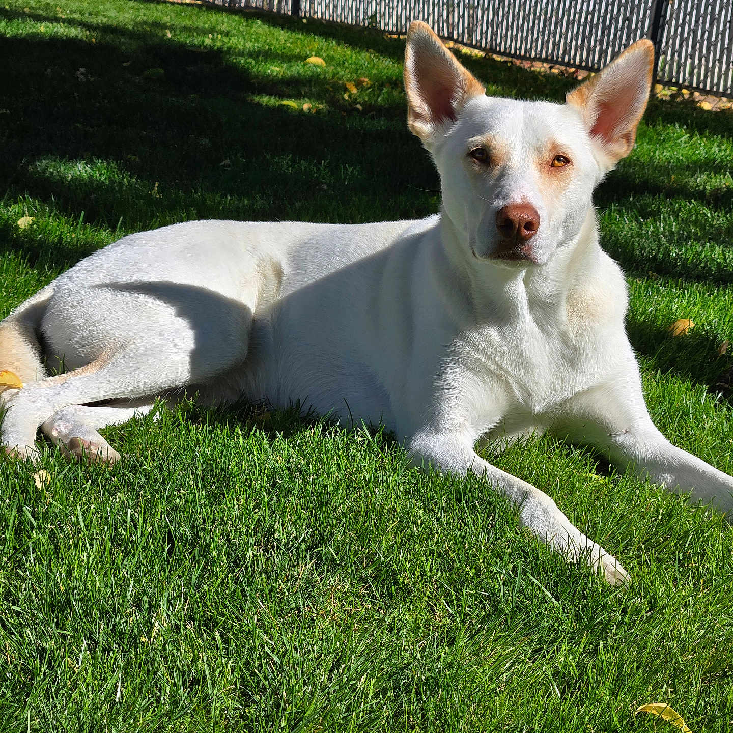 Marshi joined the competition — help win amazing prizes! alert, animal, backyard, canine, daylight, dog, domestic_animal, ears, fence, fur, grass, lawn, nature, outdoor, pet, relaxed, resting, summer, sunlight, white_dog