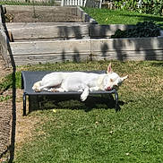 Marshi joined the competition — help win amazing prizes! dog, white_dog, pet_bed, sunlight, grass, garden_bed, wooden_bed, backyard, fence, outdoor, relaxed, sleeping, pet, summer, shade, nature, greenery, animal, daytime, resting