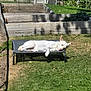 dog, white_dog, pet_bed, sunlight, grass, garden_bed, wooden_bed, backyard, fence, outdoor, relaxed, sleeping, pet, summer, shade, nature, greenery, animal, daytime, resting